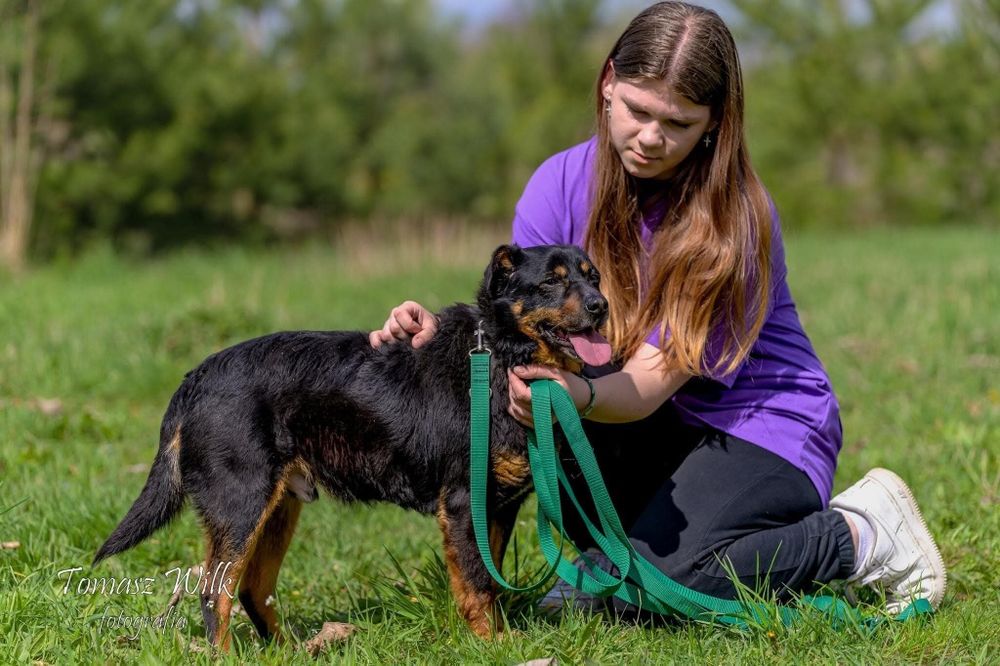 Tajger - starszy pies do adopcji dla odpowiedzialnej osoby