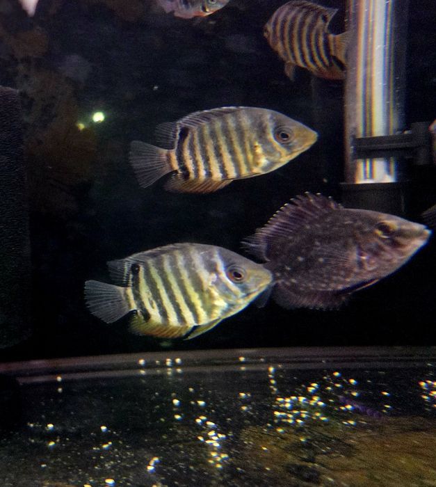 Pielęgnica Severum Rotkeil (Heros efasciatus „Rotkeil”)