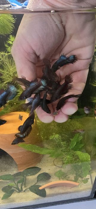 Na sprzedaż młode Bojowniki