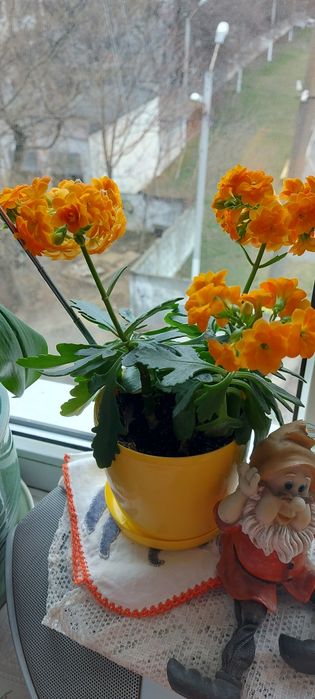 Спатефиллиум (женское счастье)