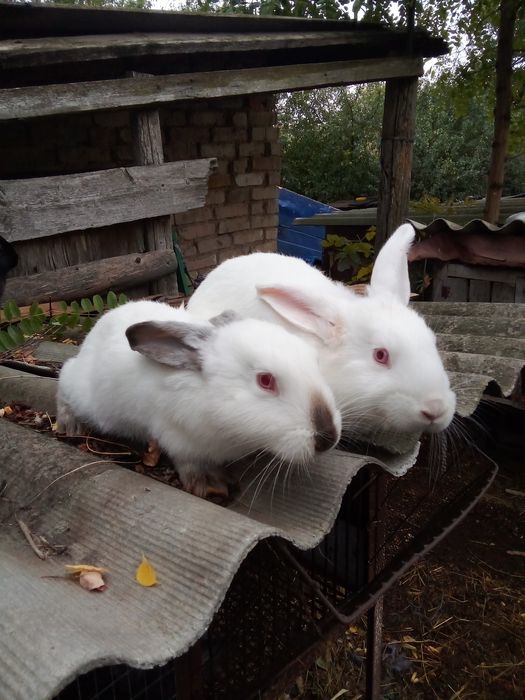 Продам молодих кроліков
