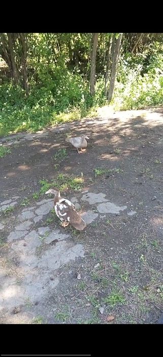 молодые селезни индоуток