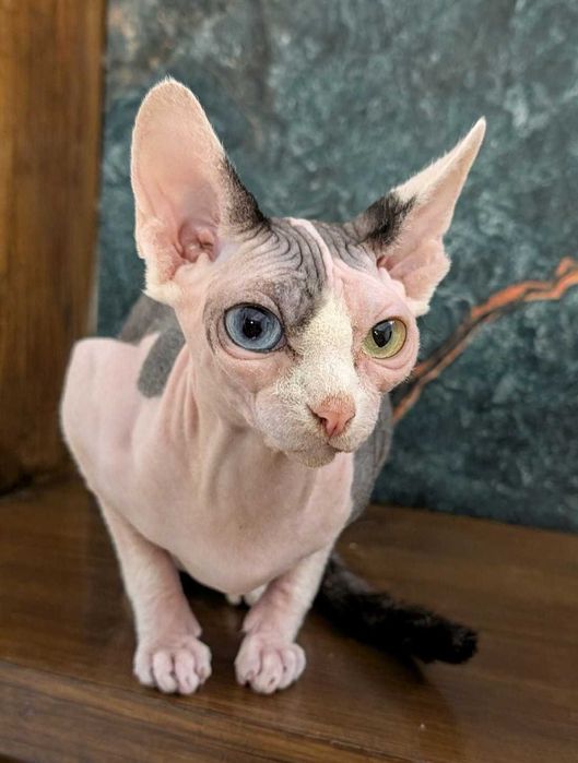 Bhavaprita. Sfinks kanadyjski. Różnooka. Odd eyes. Zdrowe serducho!