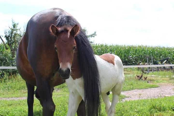 Źrebaki huculskie na sprzedaż