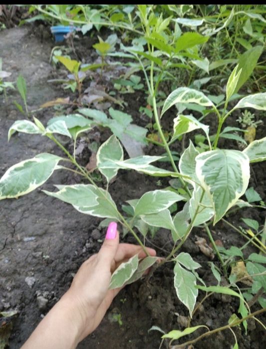 Дерен елегантісіма