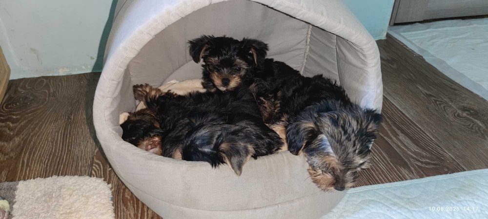 Йоркширський тер'єр