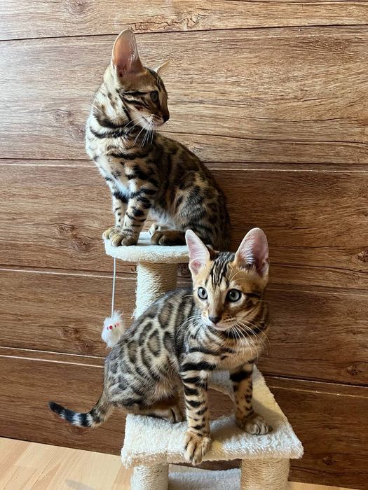 Бенгальські кошенята бенгальские котята хлопчики та дівчата