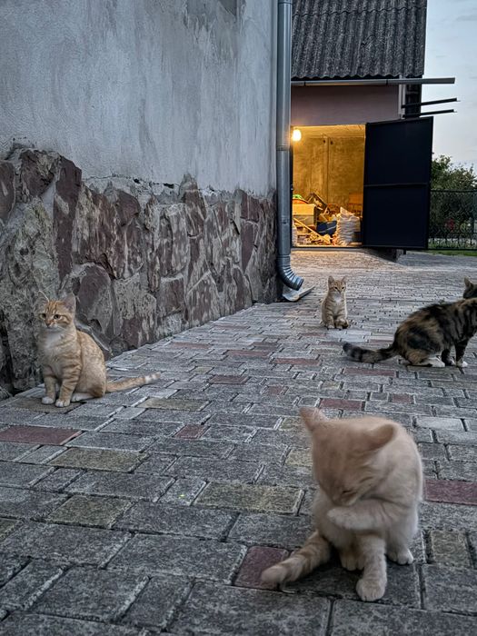 Продамо гарних кошенят