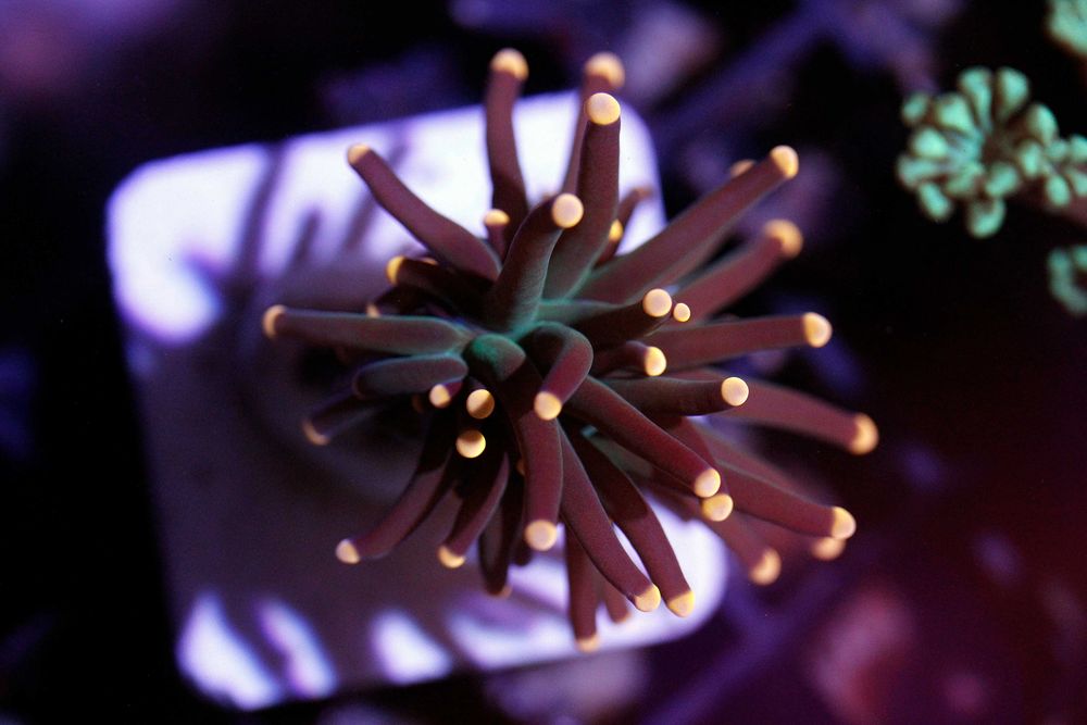 Euphyllia Glabrescens Dark Orange Tip FLUOLAMPS.PL WYSYLKI