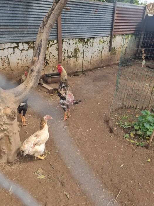Galinha  Índia gigante