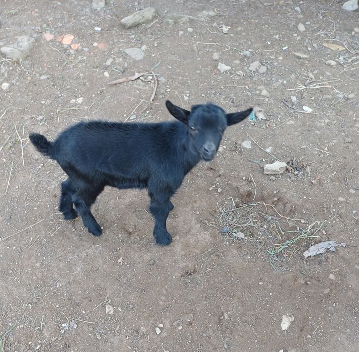 Cabrito anão mocho