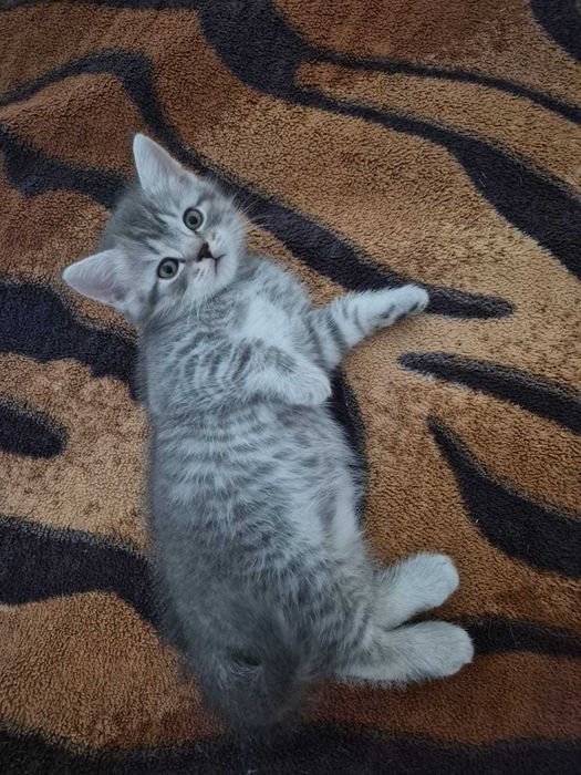 Gatinho Scotish Straight