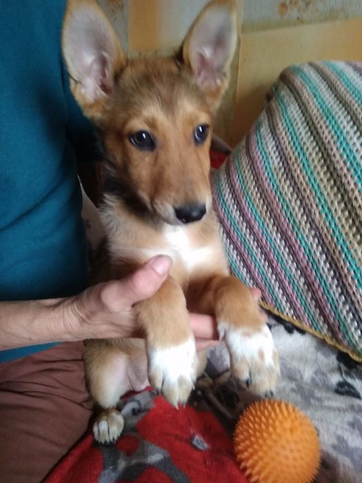 3мес. "Лисёнок"-девочка, полностью ухоженная.Спокойная,ласковая!