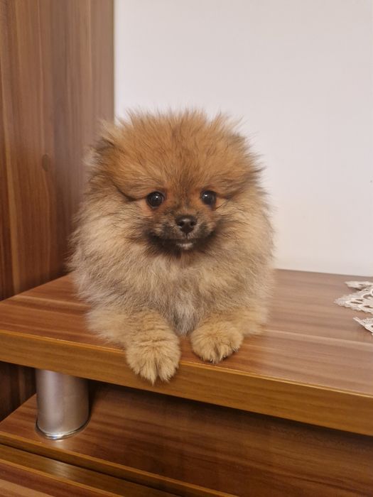 Красавчики шпицули