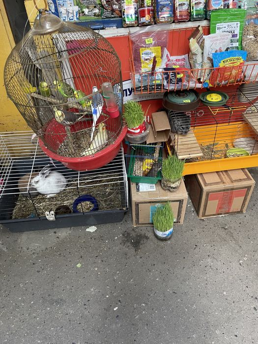 Декоративні кролики