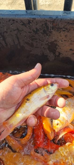 Narybek karasia złotego