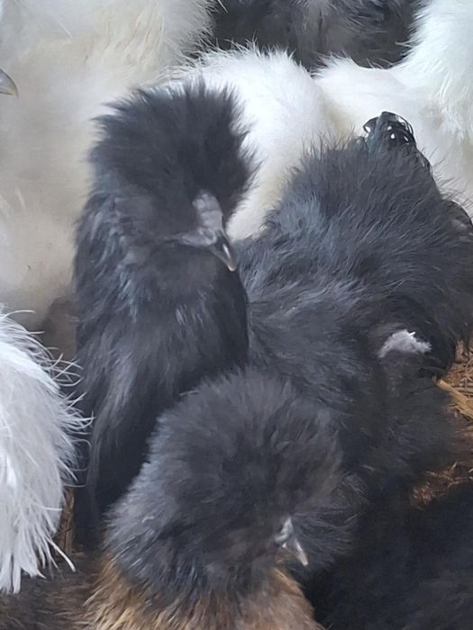 Sprzedam/zamienię Kogut silki jedwabiste