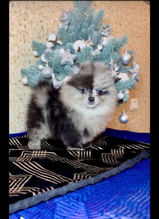 Мальчик Померанский шпиц