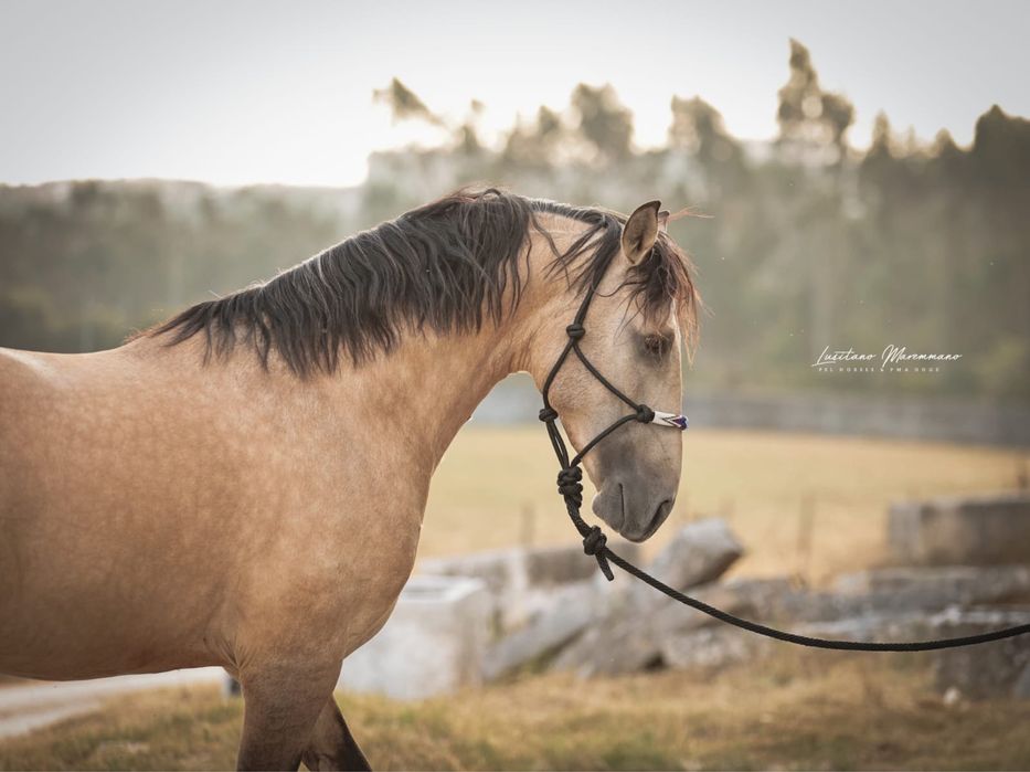 Psl baio 4 anos inteiro
