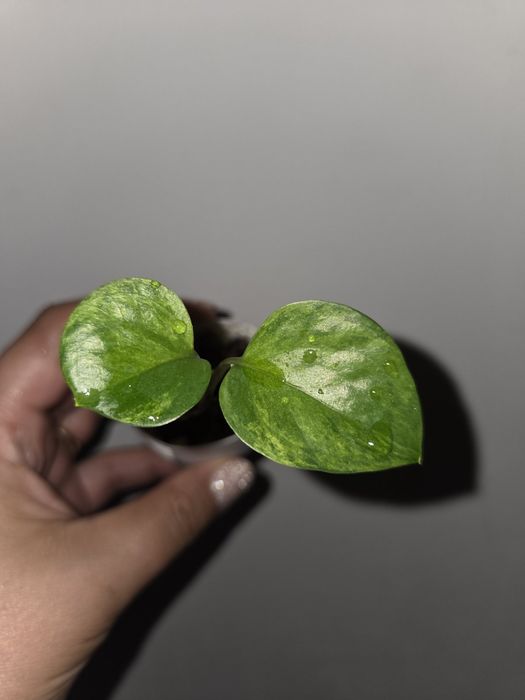 Epipremnum amazon
