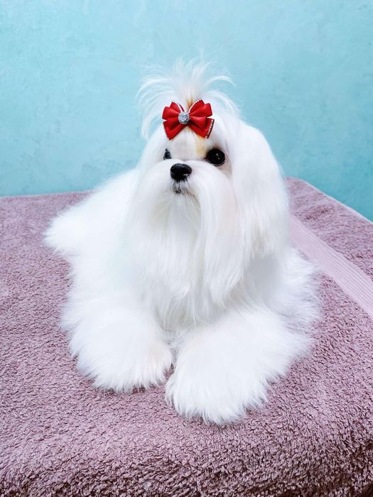 Файна дівчинка міні мальтезе