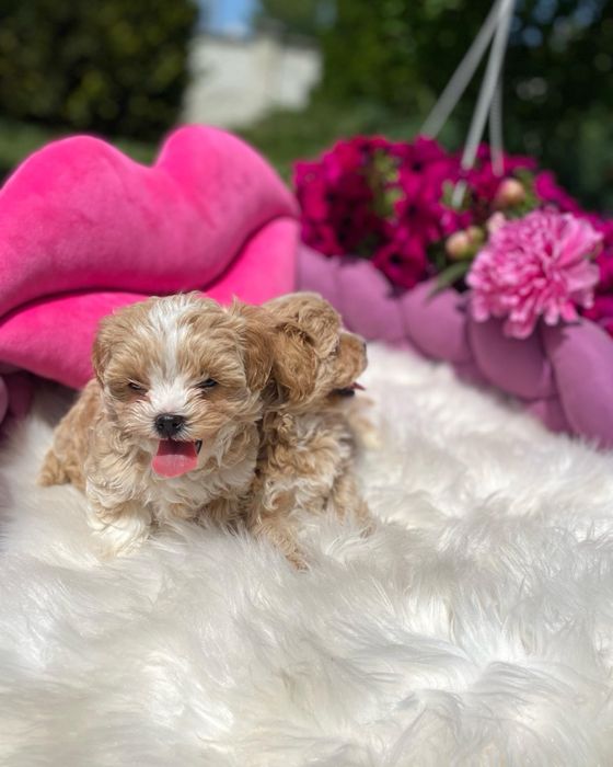 Наймиліші мальтипу