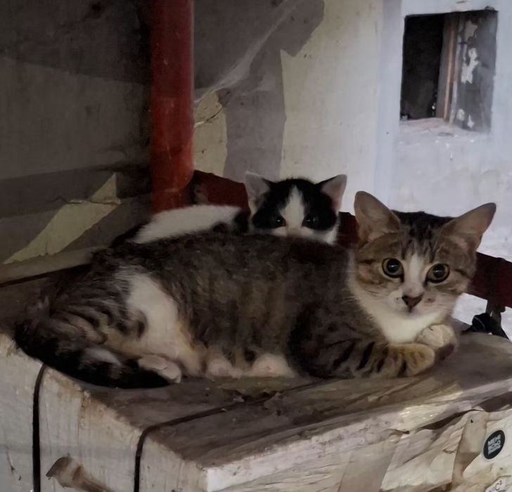 Безкоштовно  кошеня