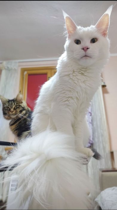 Мейн-кун, в'язка Полтава