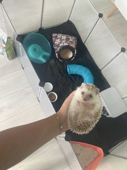 Jez pigmejski  jeż afrykanski z terrarium wyposazenie
