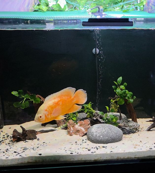 Oscar Red chelli