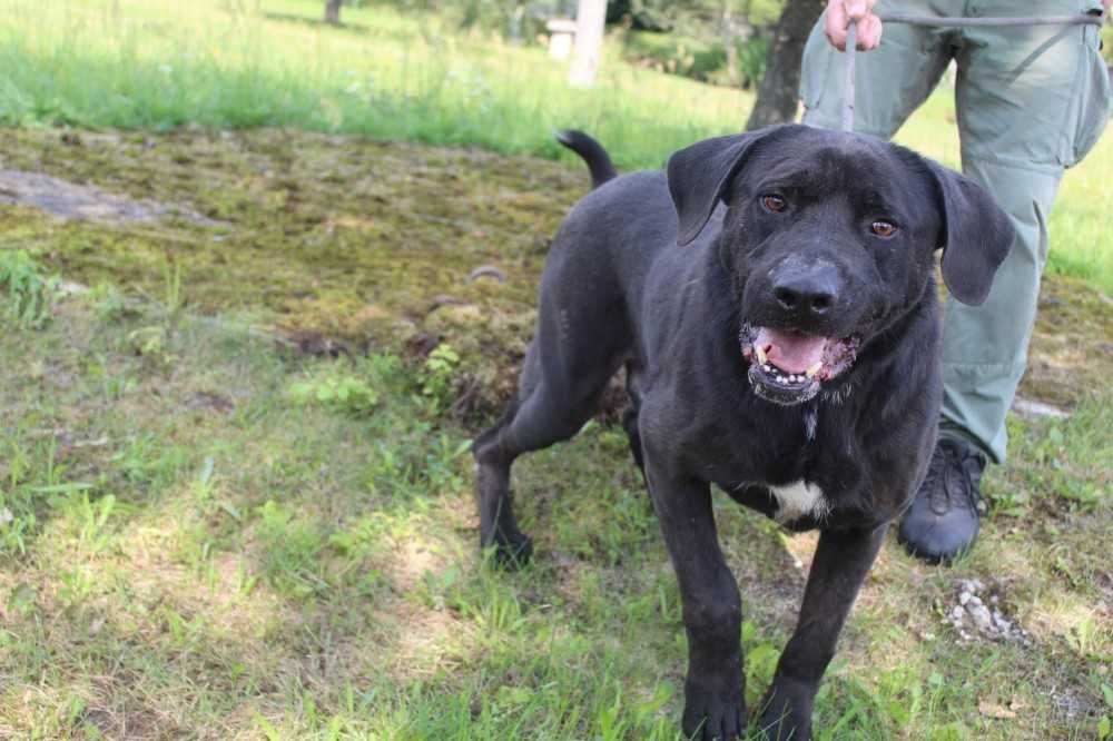 044327  Kelly do adopcji.
