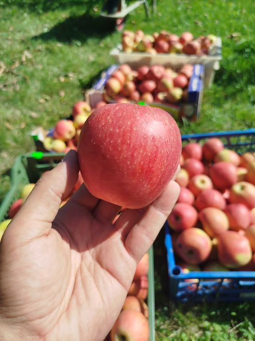 Продам яблука чемпіон