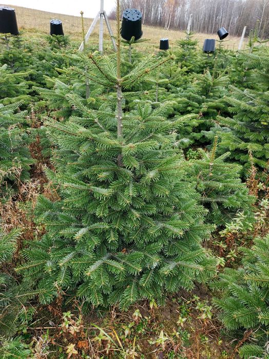 Jodła kaukaska 80-175cm donica