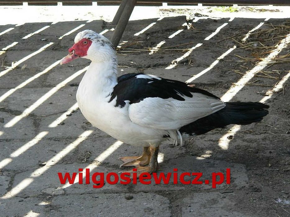Kaczki młode dowóz gratis