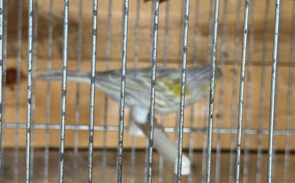 canários ágata topázio amarelo mosaico