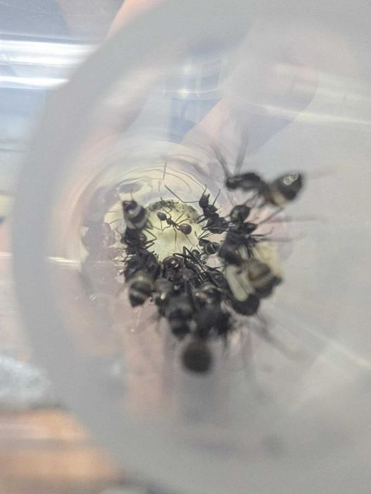 Camponotus nicobarensis Królowa 3-8 robotnic