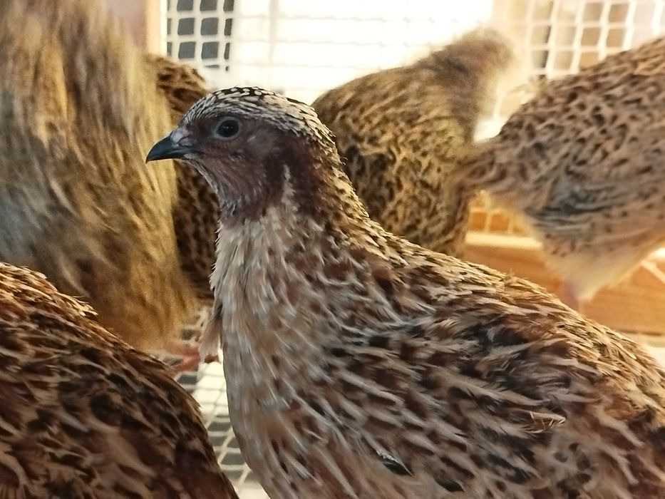 Ovos  de codorniz galados para incubação