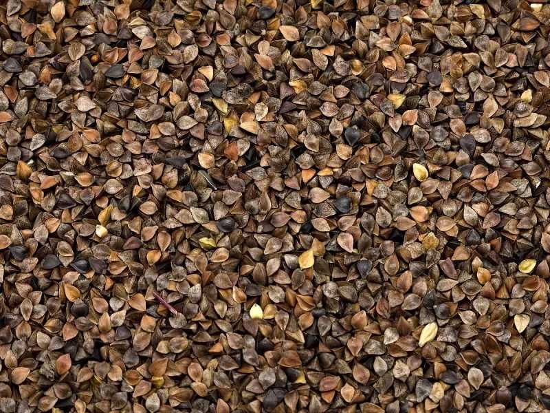 Gryka nasiona na poplon roślina miododajna 1kg