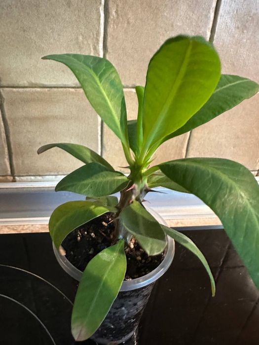 Молочай Міля, велика дуже гарна рослина