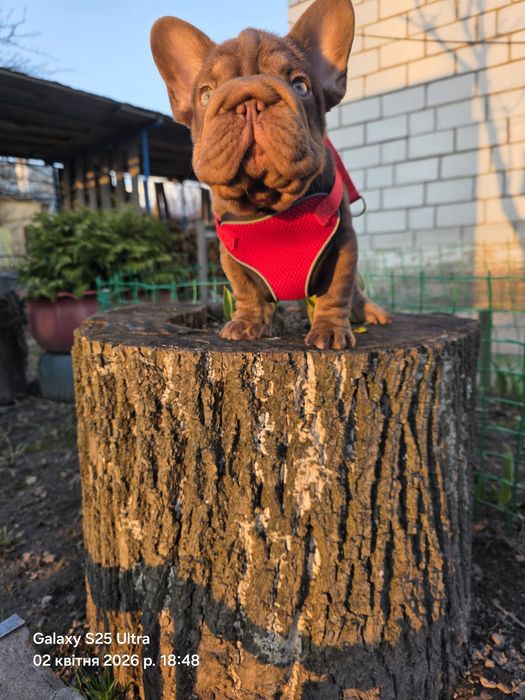 Красунчик хлопчик