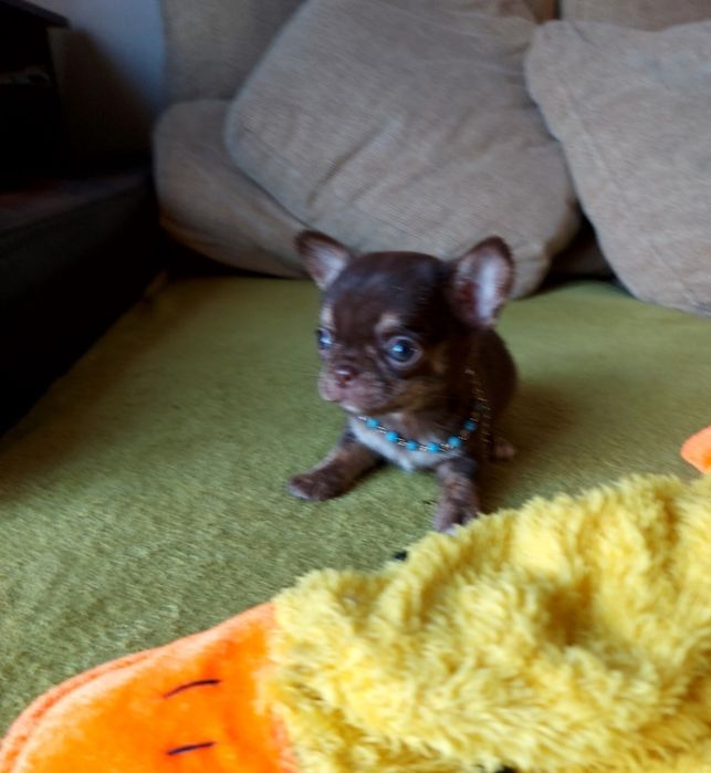 Chihuahua Fêmea  com Lop ( Pedegree)