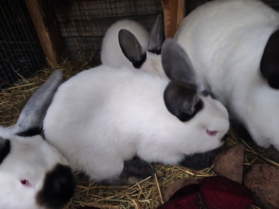 Sprzedam króliki kalifornijskie