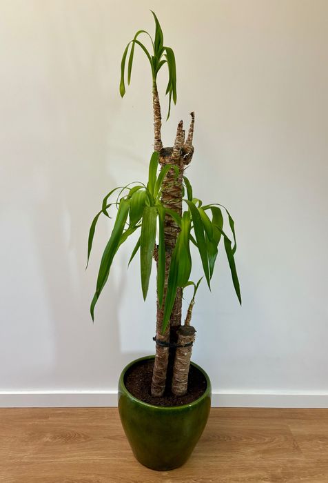 Vaso de cerâmica esmaltado verde + planta Yucca Elephantipes com 130cm