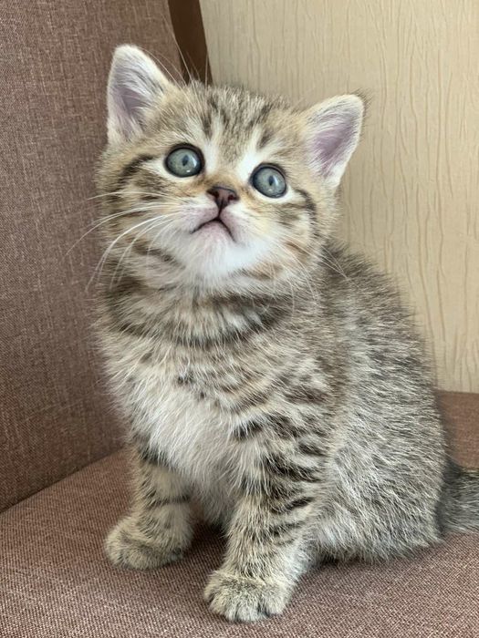 Шотландські котинята