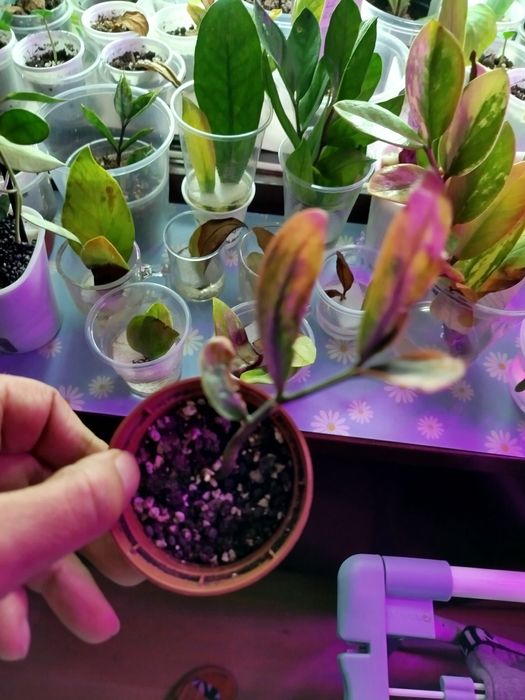 Zamiokulkas lucky whitte