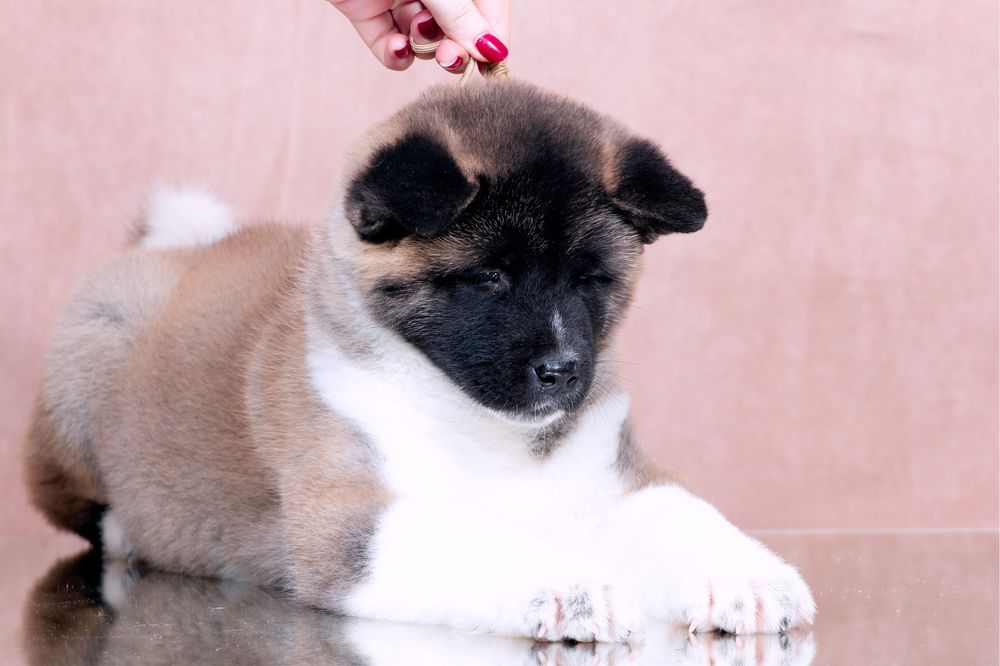 Американскька акіта/ американская акита / american akita