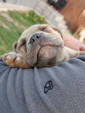 Szczeniak Cane Corso italiano