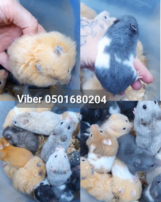 Хомяк большой выбор окрасов королевские хомячки доставка джунгарик