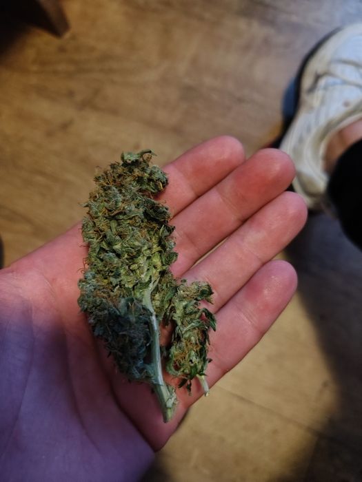 Dowóz 24/7 Mega Skunk Skun 10 gram CBD