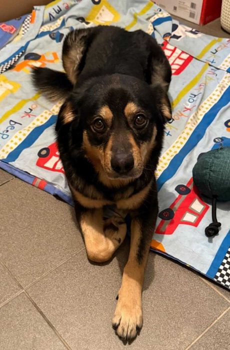 Olek .do szczęscia brakuje mu czlowieka.